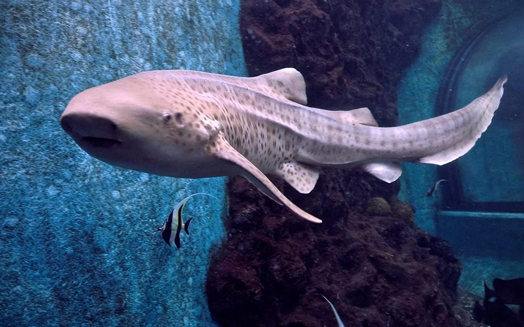 Leopard Shark Expedition on The Junk