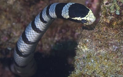 Sea Snake Shenanigans