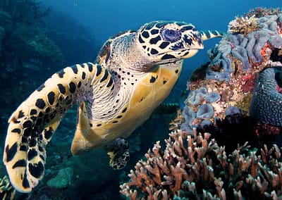 Hawkesbill Turtle