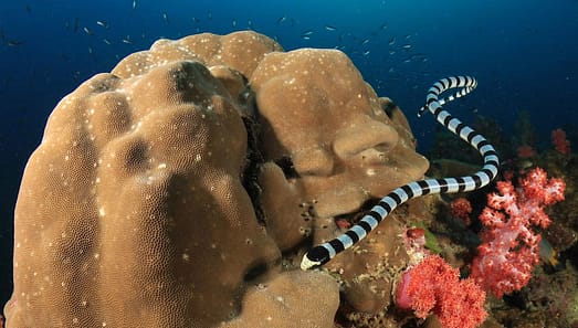 Banded Sea Krait swims by coral